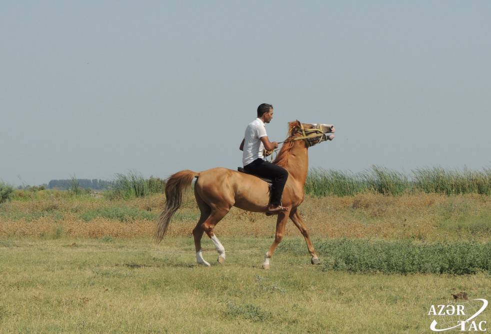 Qarabağ atı<br> © https://azertag.az