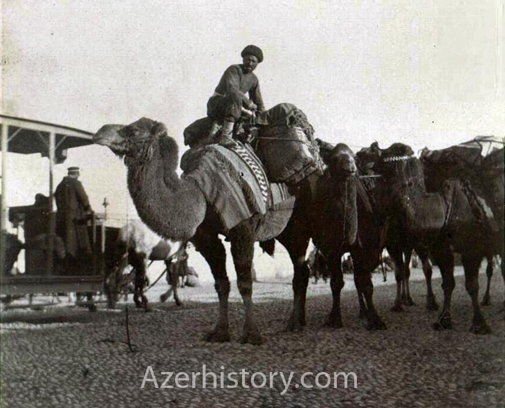 Dəvə karvanı Bakı küçələrində<br> © https://azerhistory.com, 1900