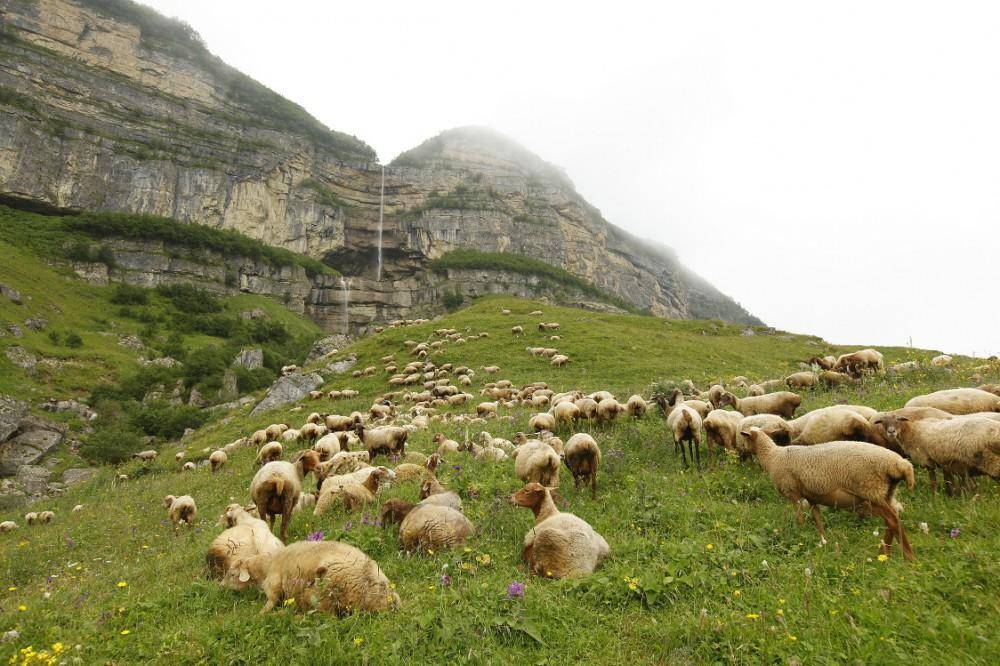 Şahnabat yaylağı<br> © Qusar rayonu