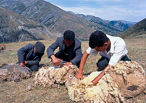 Qoyun qırxımı<br> © R.Tağıyeva/Mədəniyyət və Turizm Nazirliyi, 2005