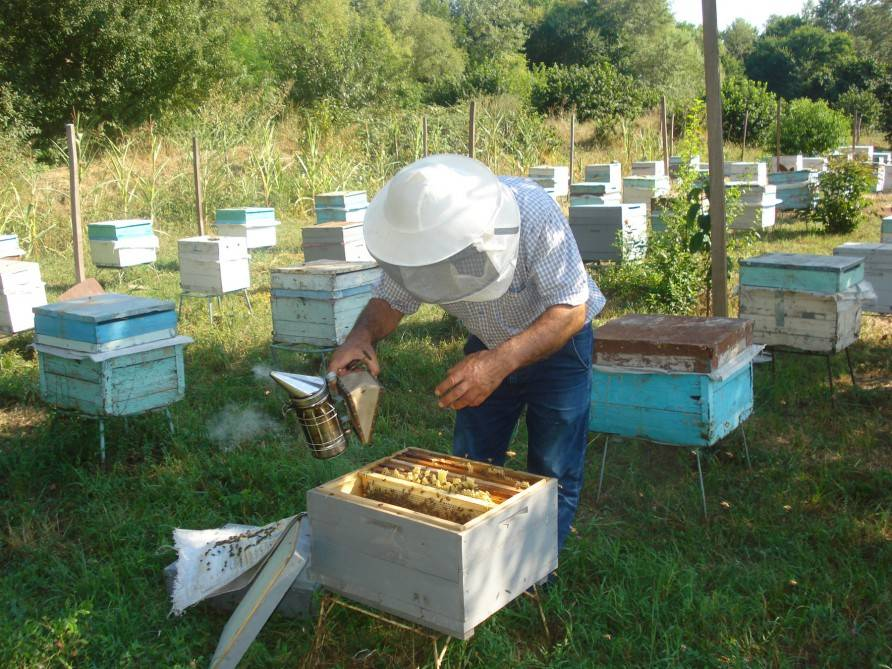 Arıçılıq təsərrüfatı<br> © Azərbaycan Dövlət İnformasiya Agentliyi (AZƏRTAC)