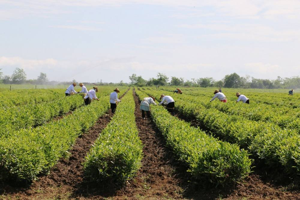 Çay plantasiyası <br> © Azərbaycan Dövlət İnformasiya Agentliyi (AZƏRTAC)